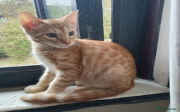 Domestic Shorthair cats for sale: Kittens Ready Now All Colours - Image 17