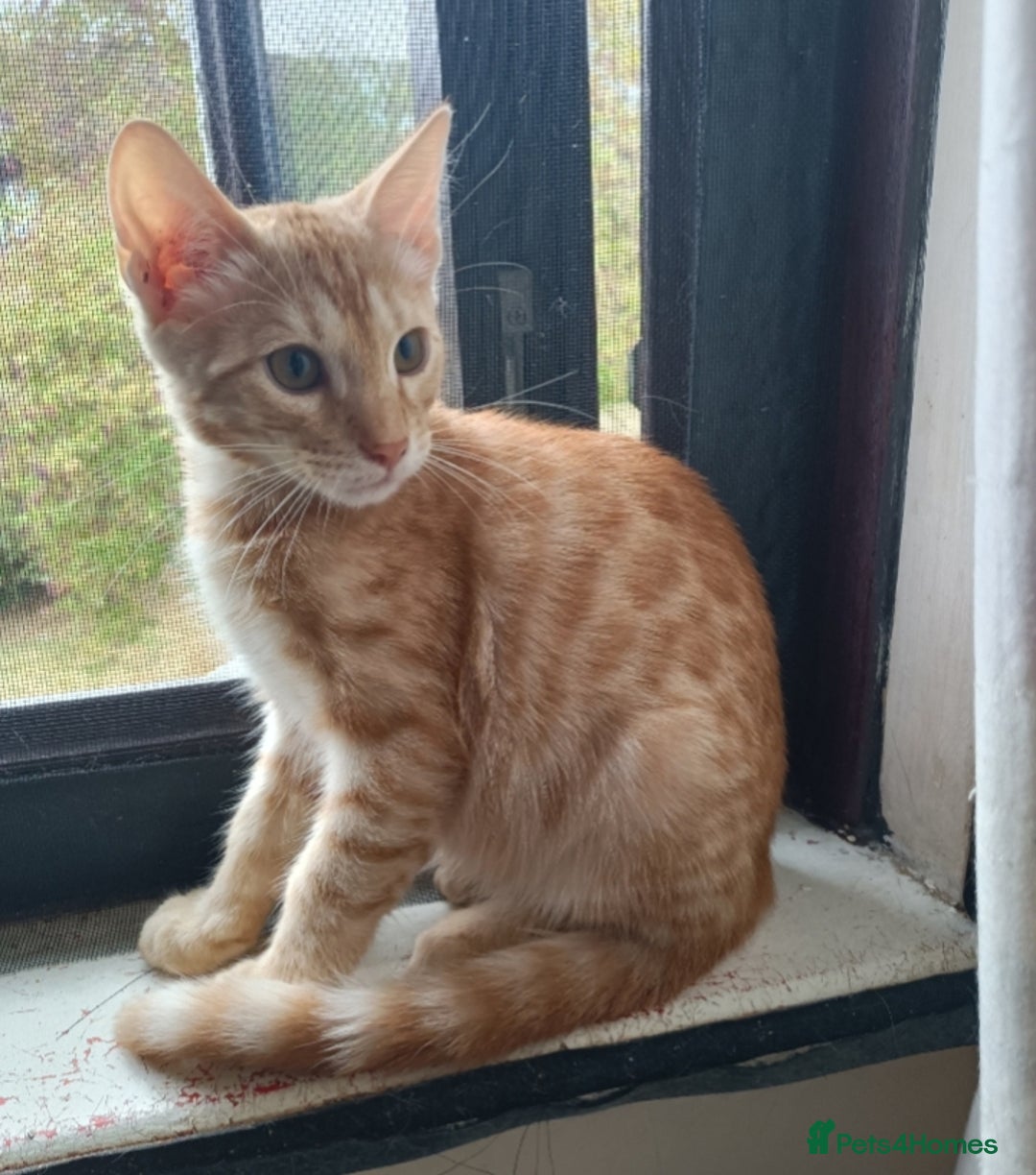 Domestic Shorthair cats for sale: Kittens Ready Now All Colours - Image 17