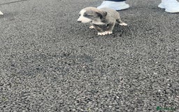 Lurcher dogs for sale: Lurcher puppies for sale - Image 2