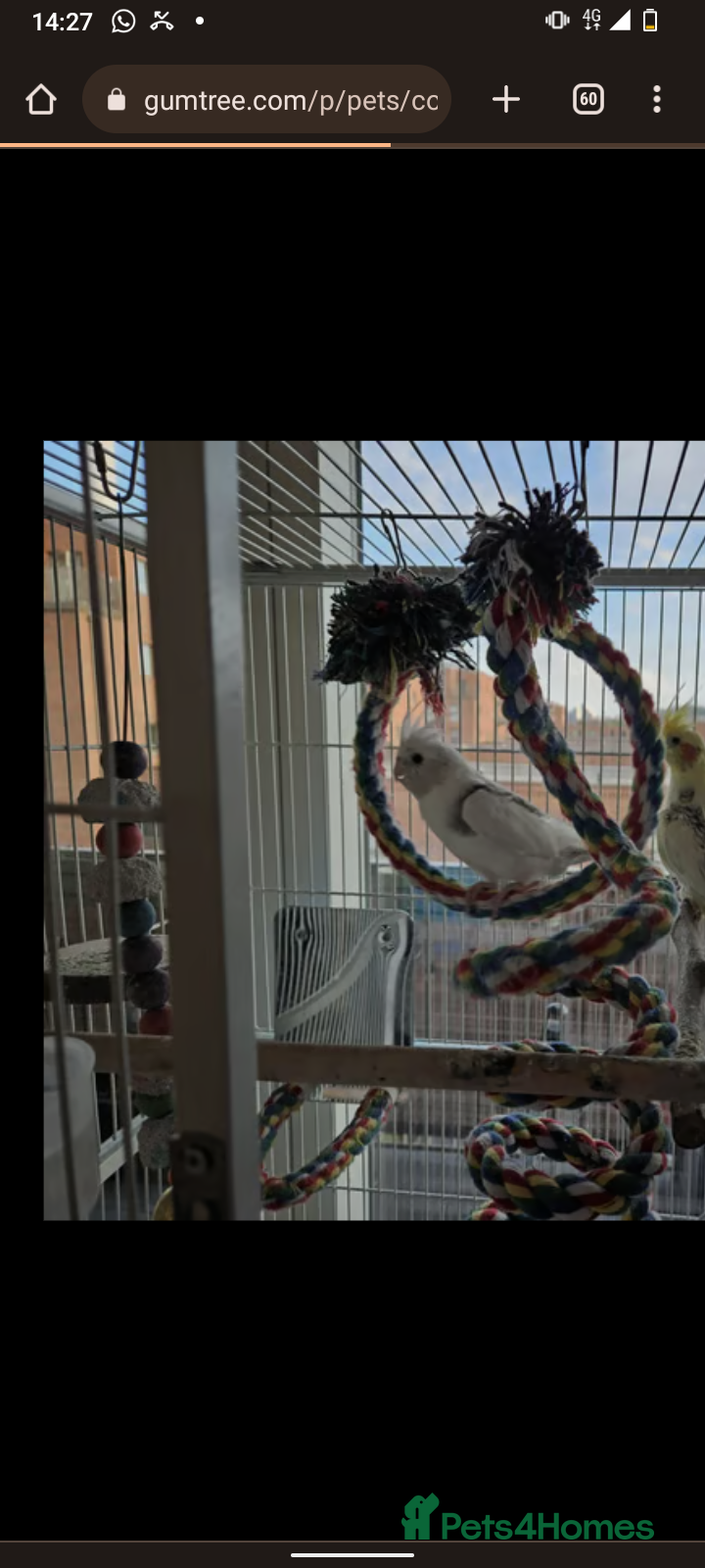 Cockatiels birds Cockatiel male 8 month - Advert 21