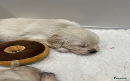 Golden Retriever dogs for sale: Stunning quality golden retriever puppies - Advert 9