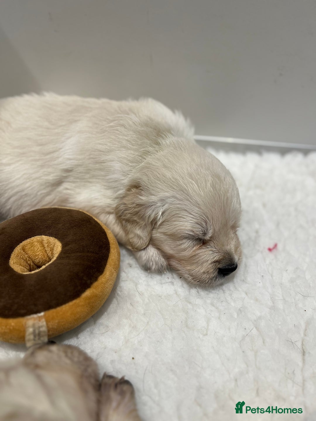 Golden Retriever dogs for sale: Stunning quality golden retriever puppies - Advert 9