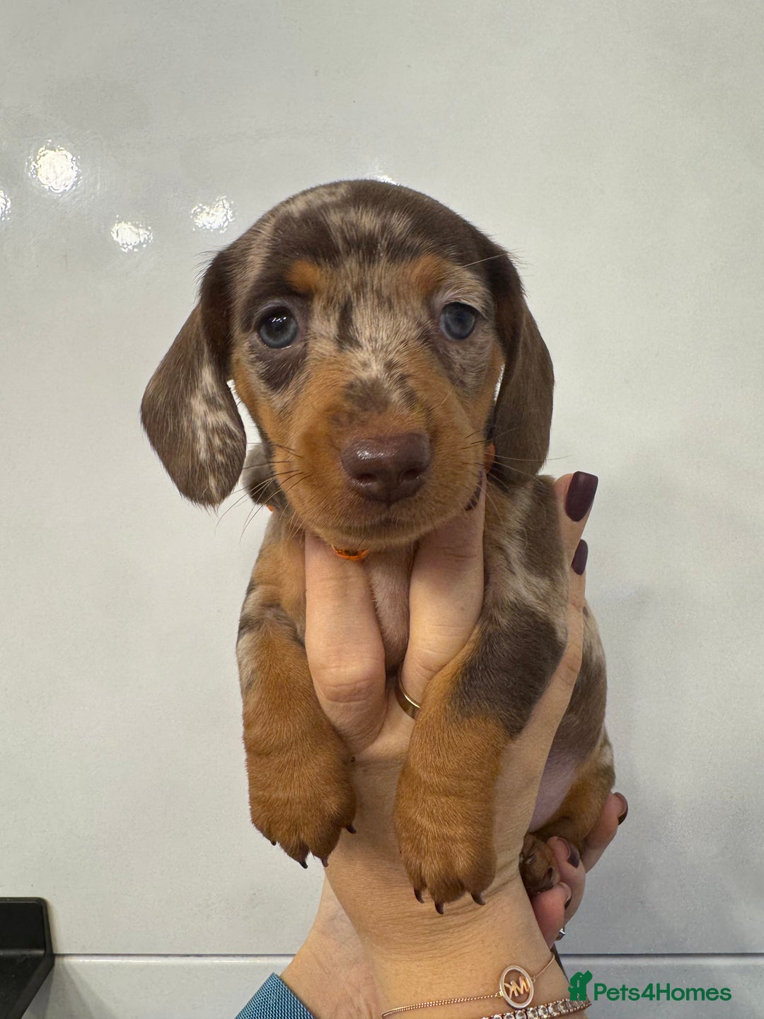 Miniature Dachshund dogs for sale: KC reg miniature dachshund puppies 4 girls 4 boys - Advert 7