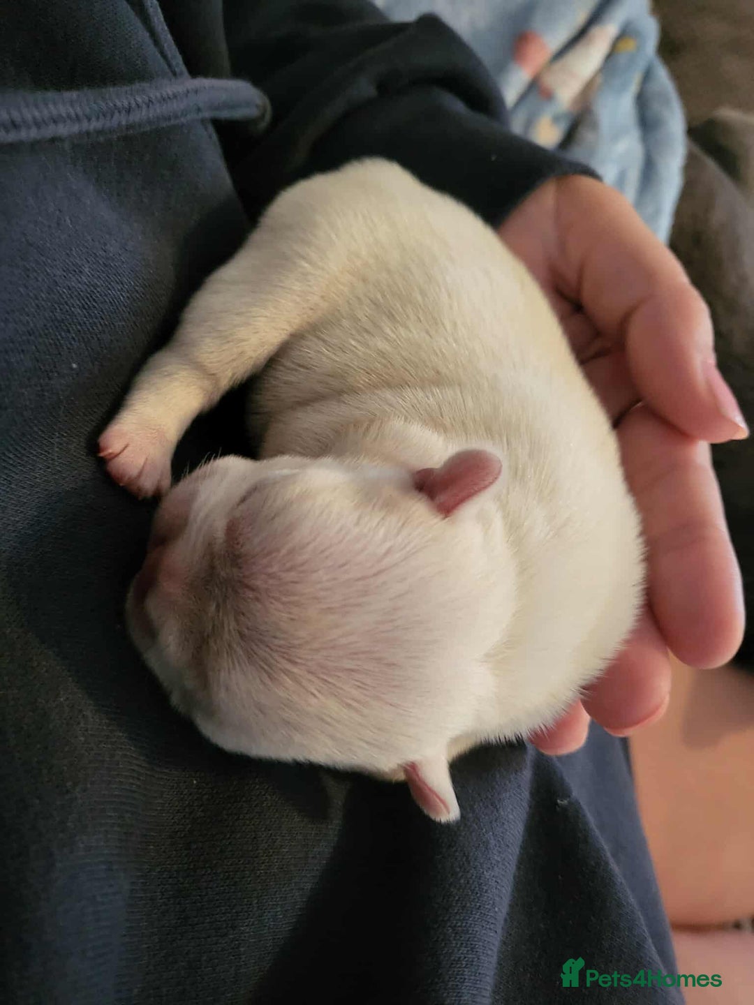French Bulldog dogs for sale: Female White french bulldog - Image 2
