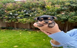 Yorkshire Terrier dogs for sale: Pedigree Healthy toy Yorkshire Terrier pups  - Image 12