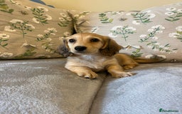 Miniature Dachshund dogs for sale: READY NOW Miniature long hair dachshund  - Image 30