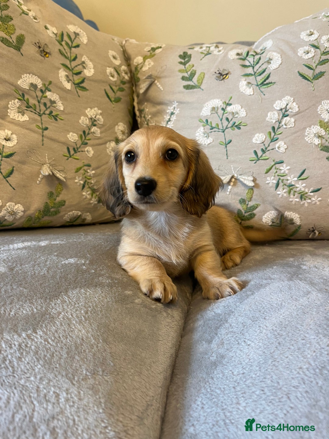 Miniature Dachshund dogs for sale: READY NOW Miniature long hair dachshund  - Image 30