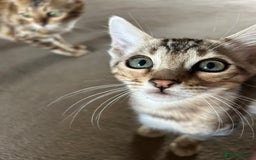 Bengal cats for sale: Multi-coloured bengal for sale (male) - Image 3