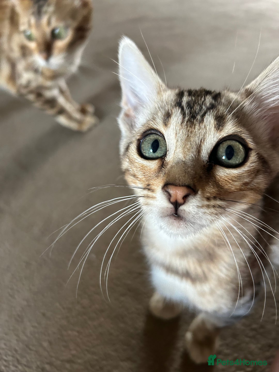 Bengal cats for sale: Multi-coloured bengal for sale (male) - Image 3