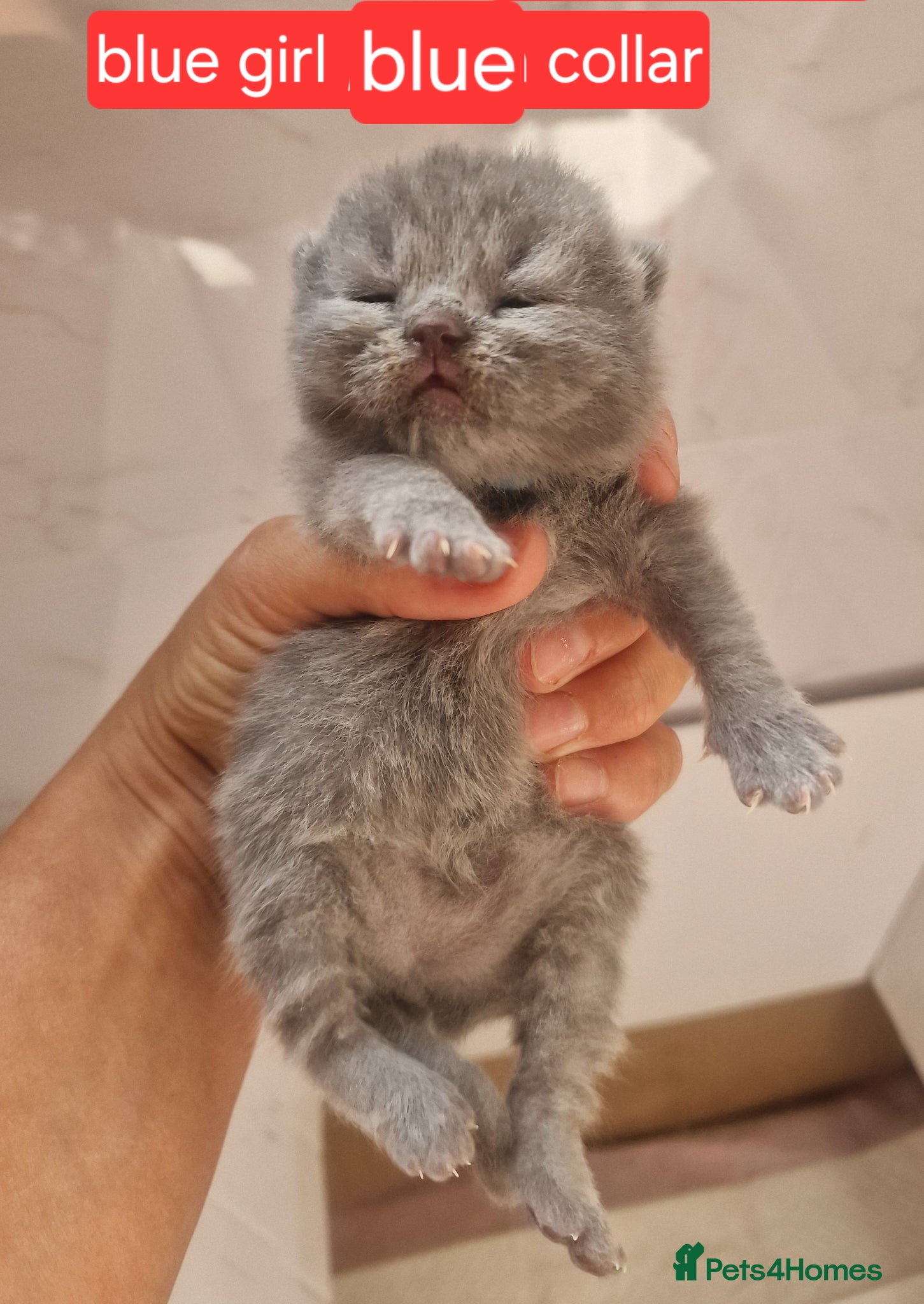 British Shorthair cats for sale: Chunky champion Gccf british shorthair kittens in Bradford - Advert 14