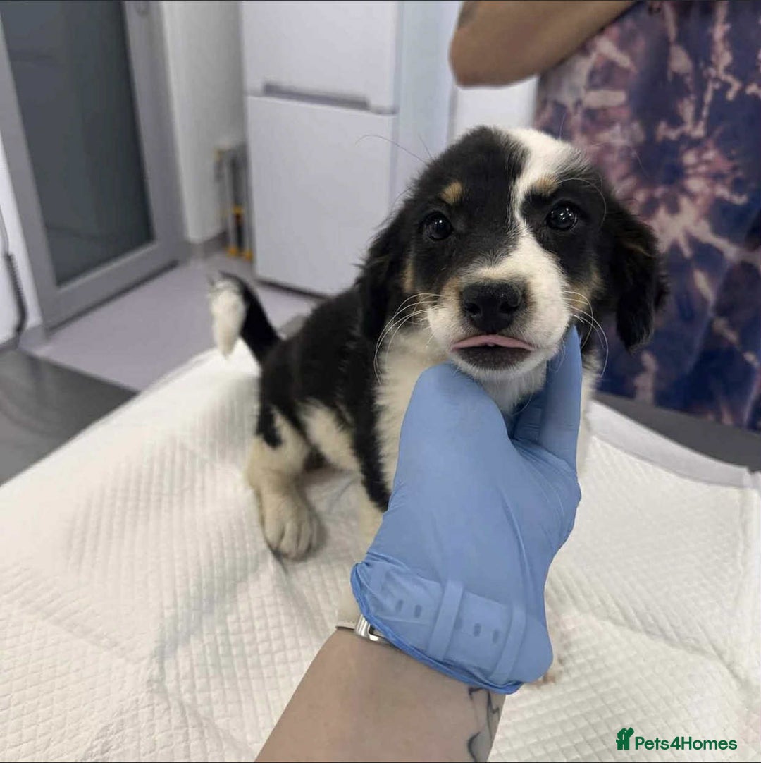 Mixed Breed dogs for adoption: 🥦Broccoli🥦 for adoption, coming into BUCKS - Image 12