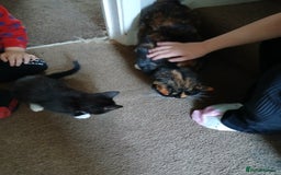 Mixed Breed cats for sale: 1 Beautiful black and white girl left  - Image 4