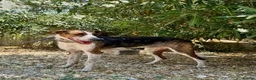 Mixed Breed dogs for adoption: 🐶Benji ,  the perfect pack companion 😍  - Advert 11