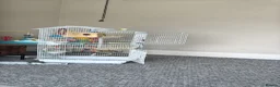 Budgerigars birds for sale: Budgies including full set up  in Manchester - Advert 2