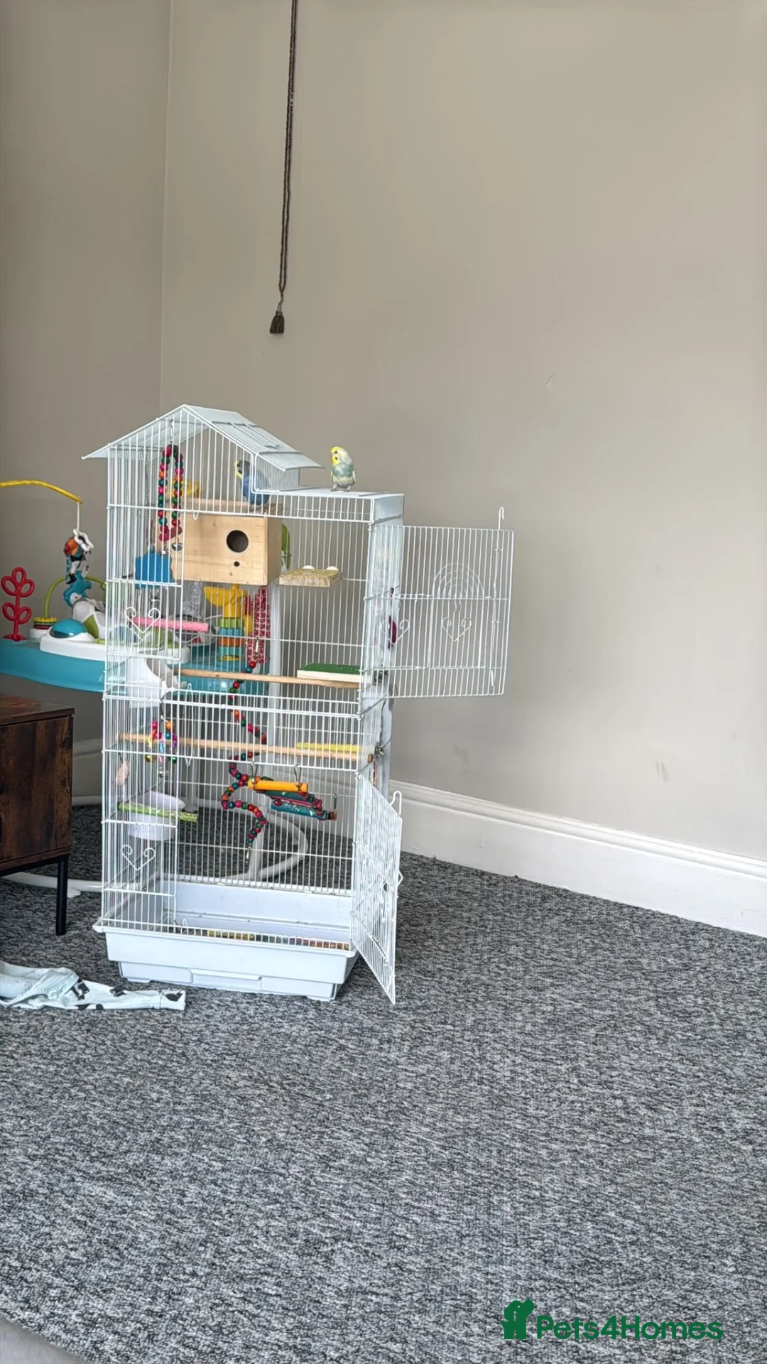 Budgerigars birds for sale: Budgies including full set up  in Manchester - Advert 2