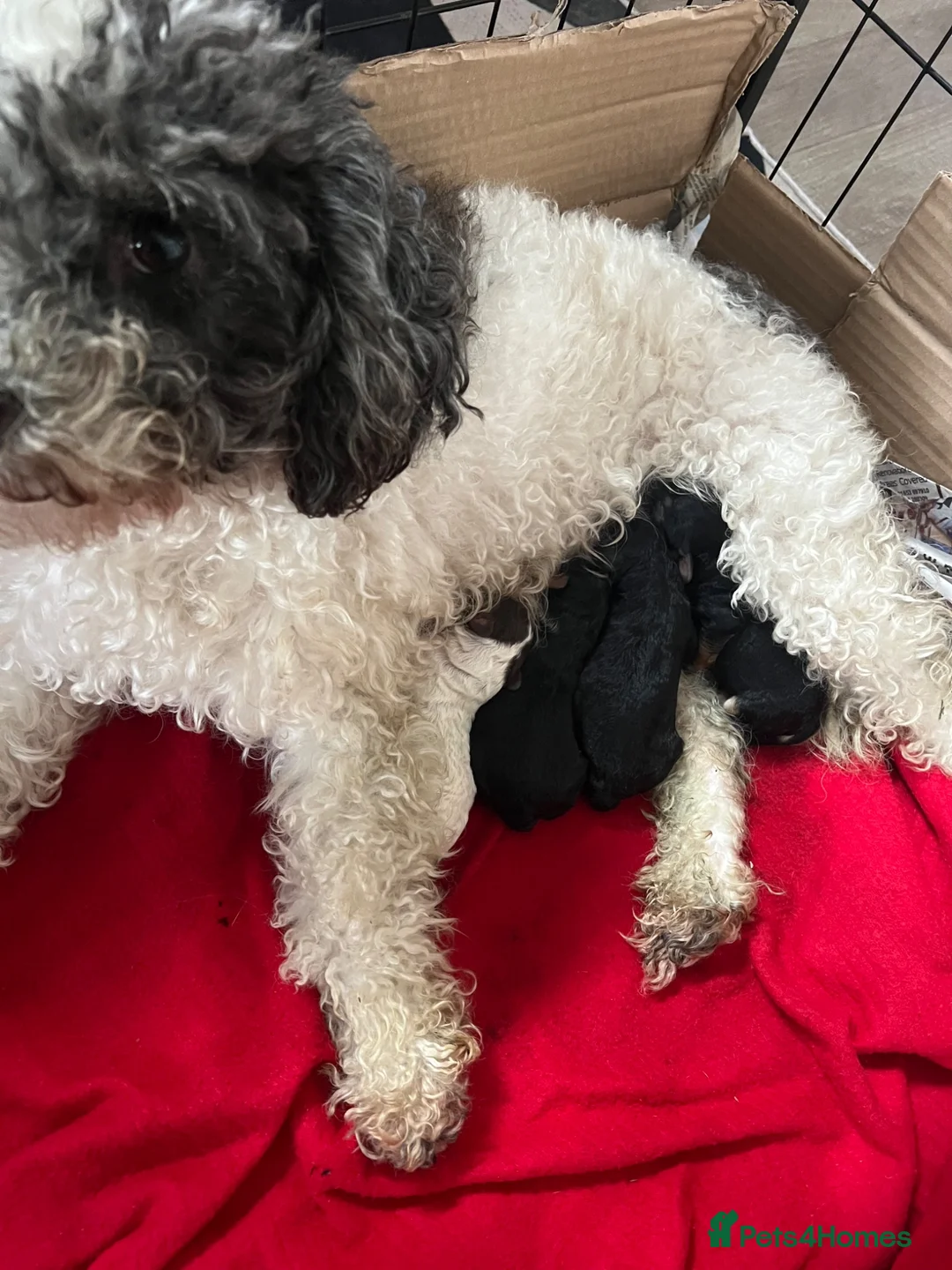 Mixed Breed dogs for sale: KC Registered Gorgeous Small Poodle Puppies  - Advert 9