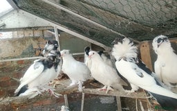 Pigeons birds for sale: Pigeon for sale - Image 15
