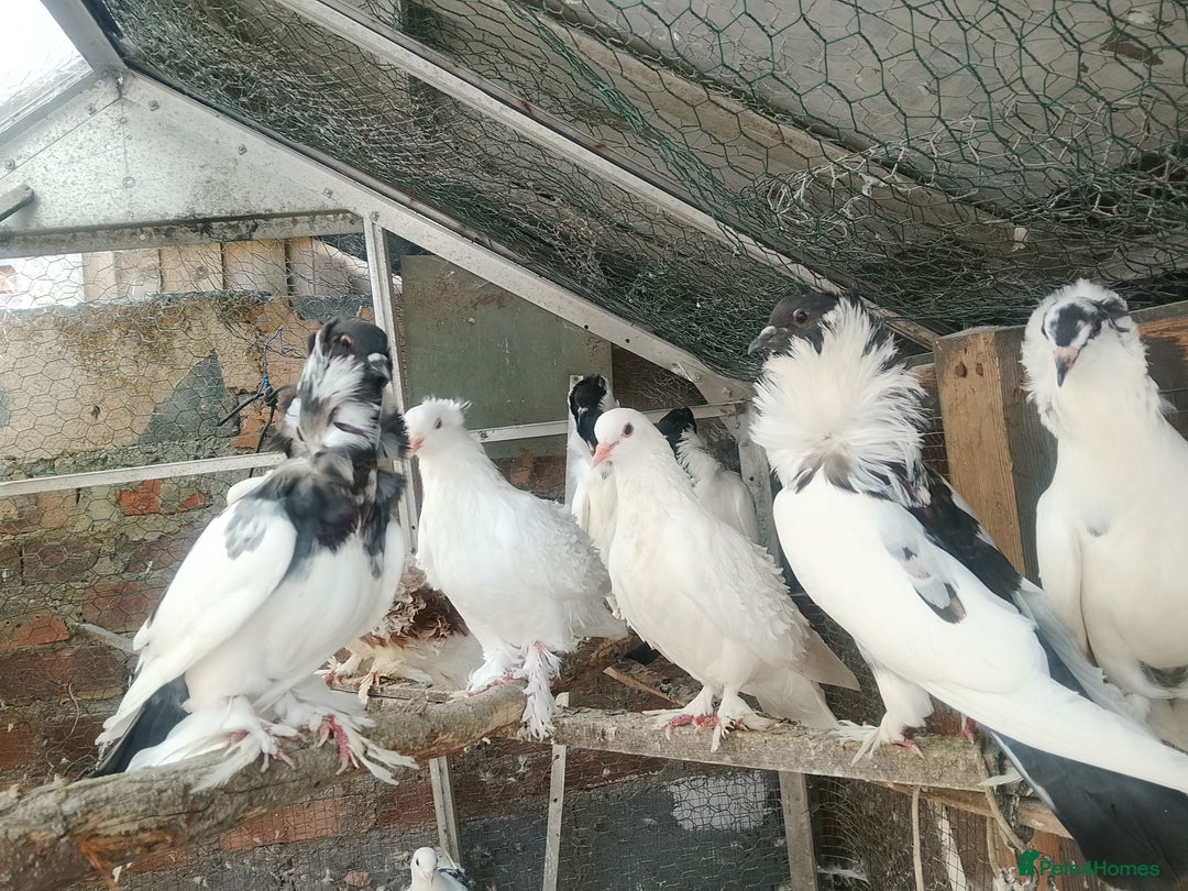Pigeons birds for sale: Pigeon for sale - Image 15