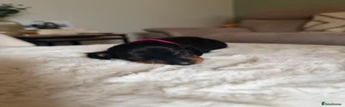 Miniature Dachshund 7