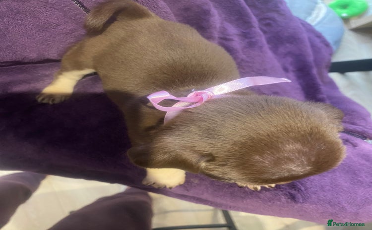 Pug dogs Merle pugs  - Advert 1