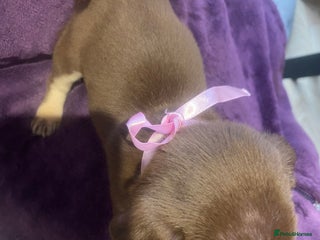 Pug dogs Merle pugs - Advert 1