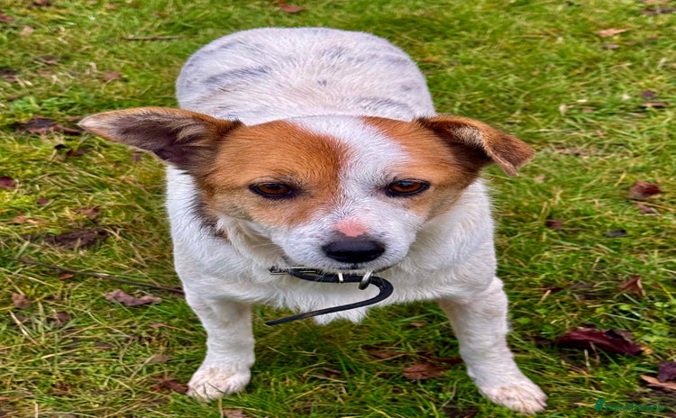 Jack Russell dogs Jackie: The Little Dog Left to Freeze - Advert 2