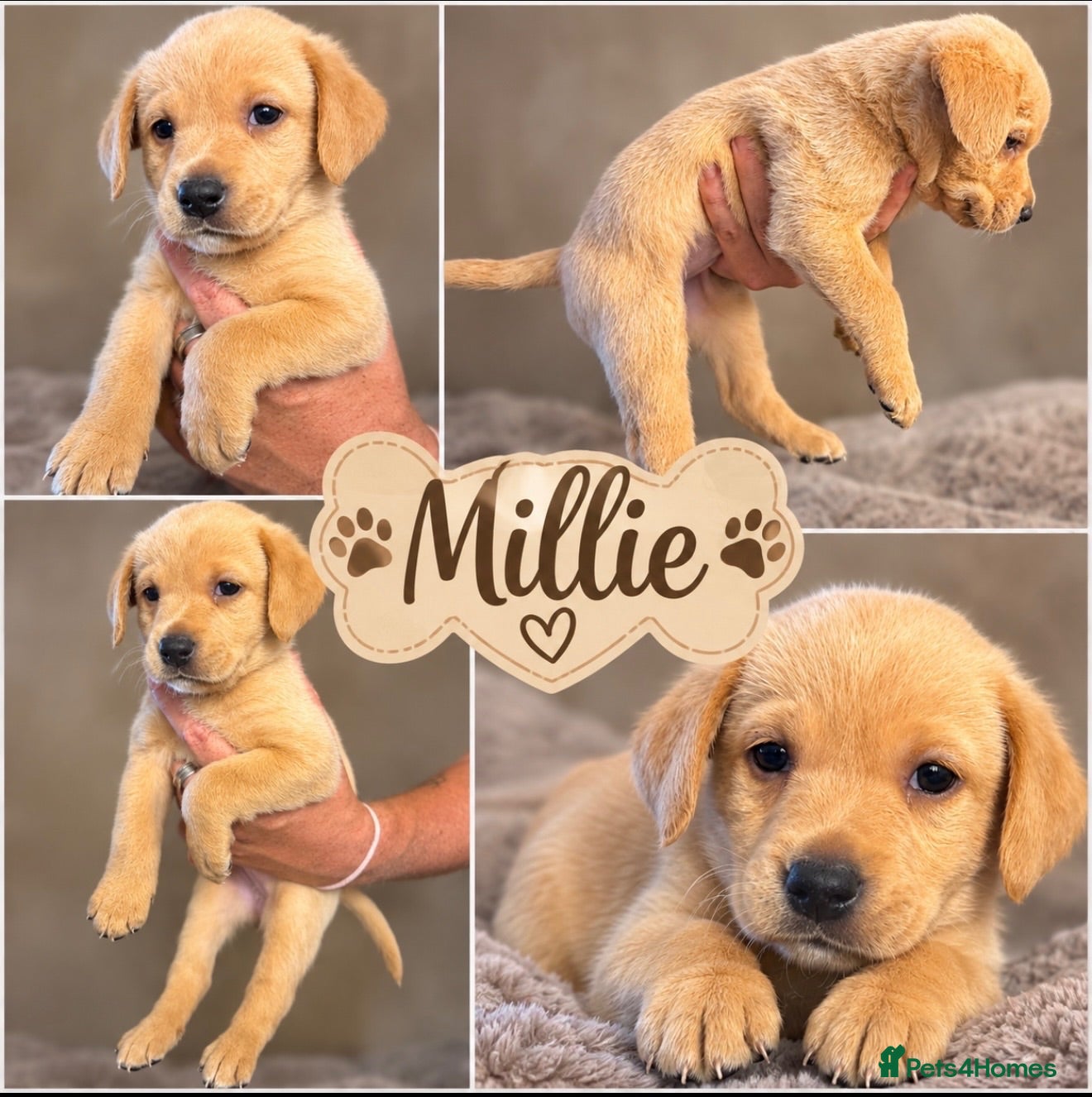 Labrador Retriever dogs Labrador X Boxerdore puppies - Advert 2