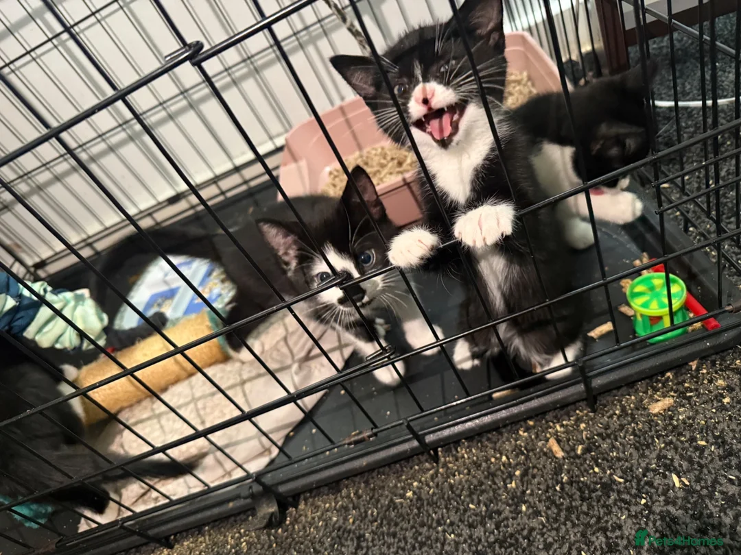 Mixed Breed cats for sale: Kittens need a new home in Wolverhampton - Advert 18