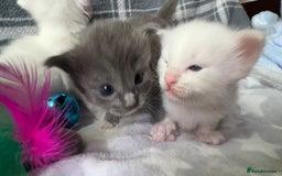 Ragdoll cats for sale: Stunning Ragdoll kittens super affectionate  - Image 9
