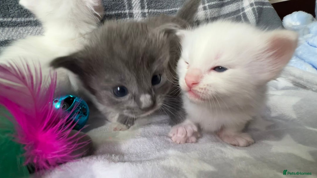 Ragdoll cats for sale: Stunning Ragdoll kittens super affectionate  - Image 9
