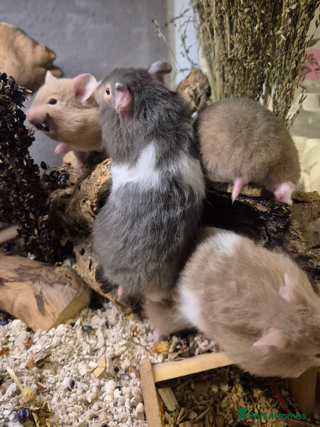 Hamster rodents for sale: pedigree syrian hamsters - Advert 5