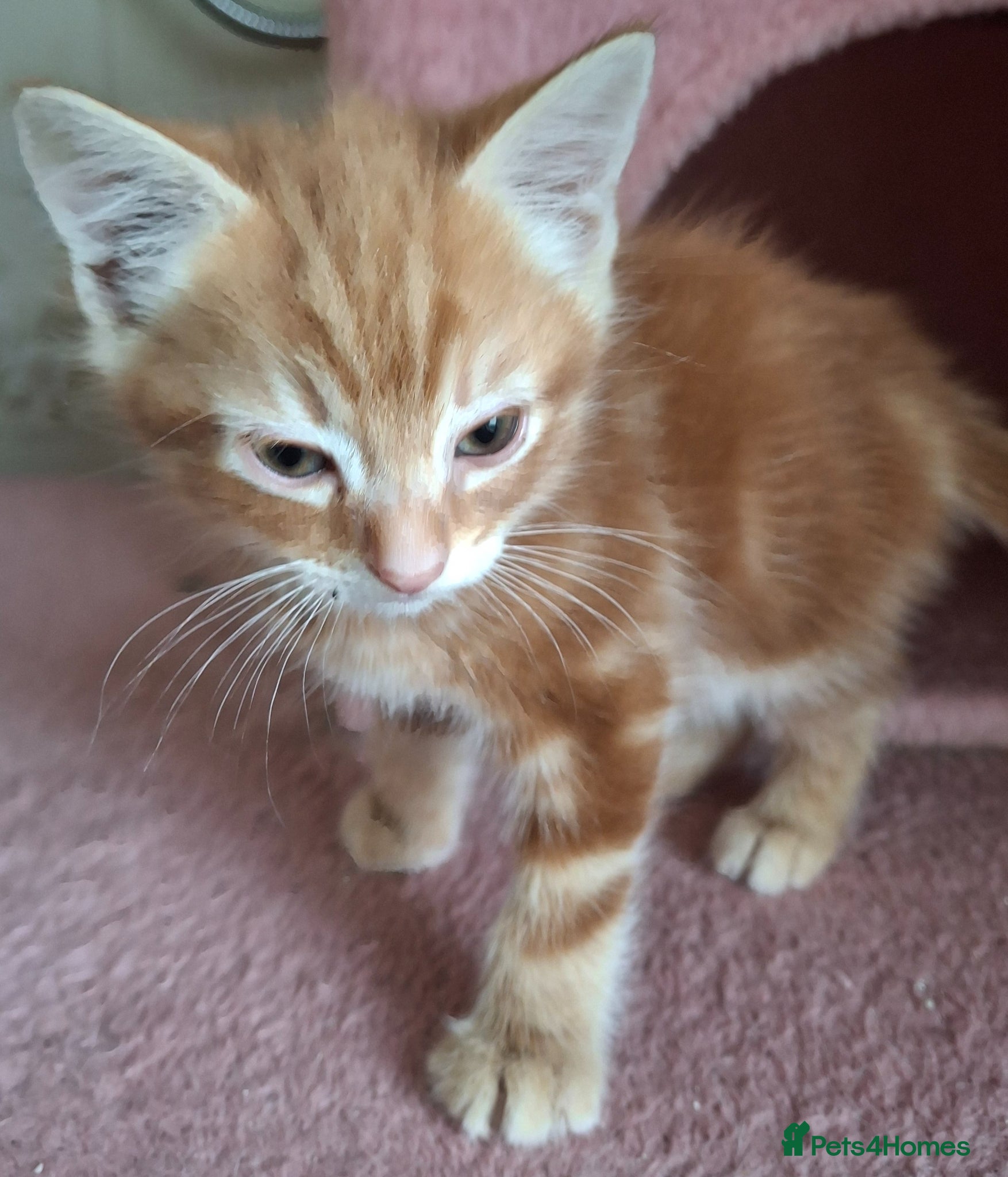 Mixed Breed cats for sale: 2 Beautiful Boys Available  - Advert 12