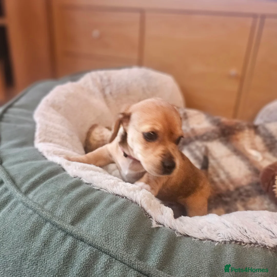 Jackshund dogs for sale: A stunning Jack Russell Terrier and Dachshund mix. - Advert 16