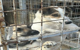 Mixed Breed dogs for adoption: Honour - Norwich Norfolk  - Advert 8