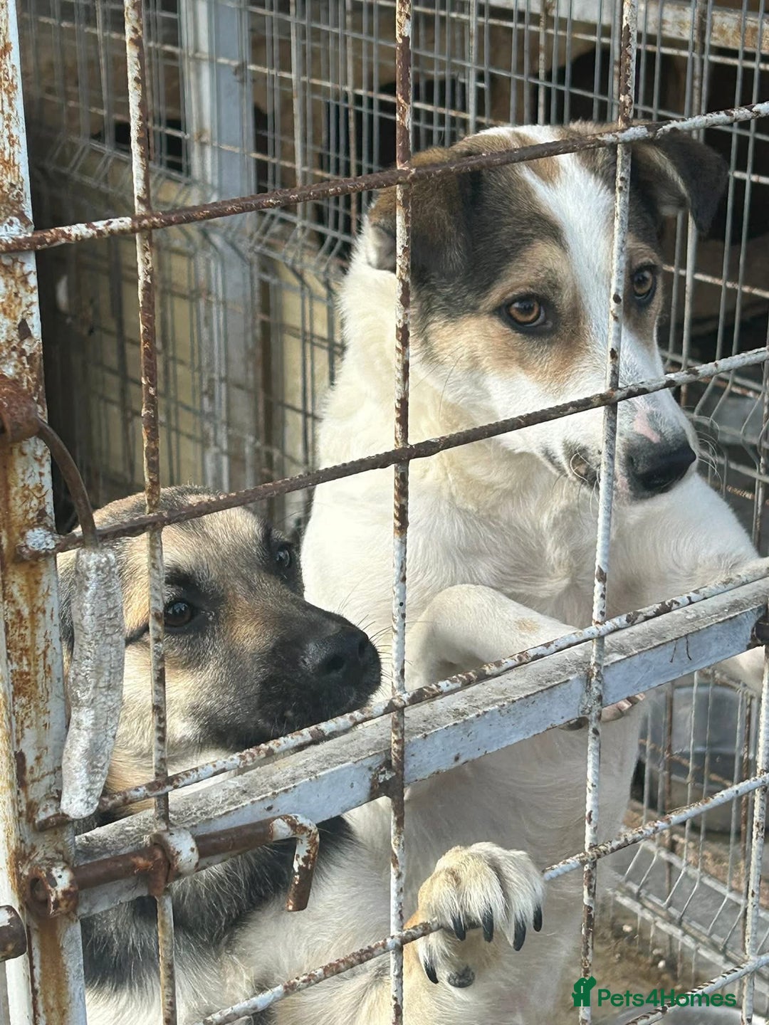 Mixed Breed dogs for adoption: Honour - Norwich Norfolk  - Advert 8