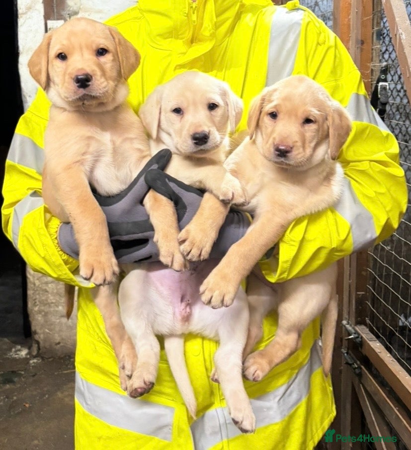 Labrador Retriever dogs KC registered yellow Labrador puppies - Advert 1