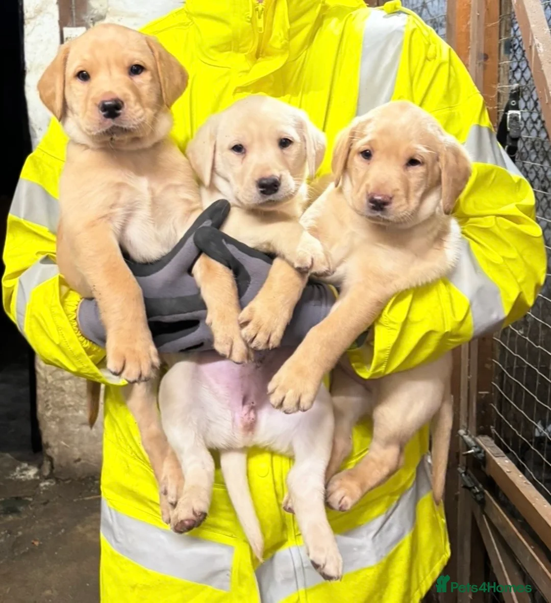 Labrador Retriever dogs for sale: KC registered yellow Labrador puppies - Advert 1