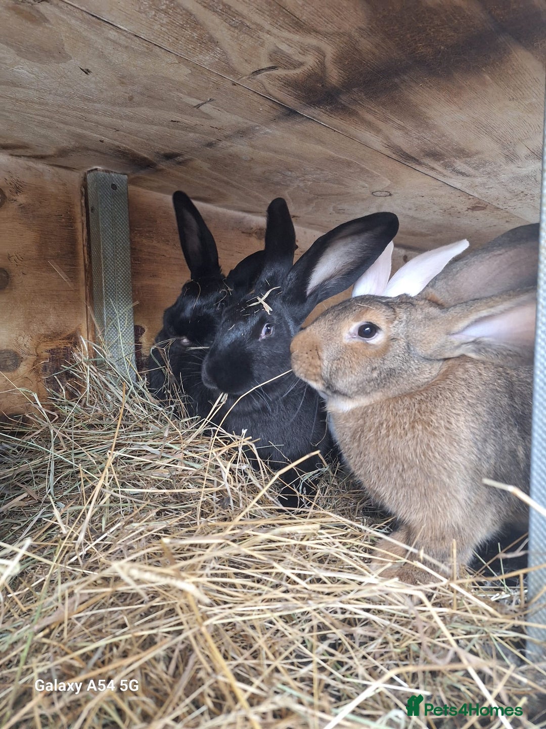 New Zealand rabbits for sale:  New Zealand 60£ - Advert 3