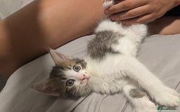 Mixed Breed cats for sale: Ready now - Image 1