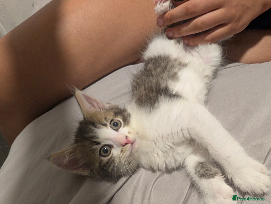 Mixed Breed cats for sale: Ready now - Image 1
