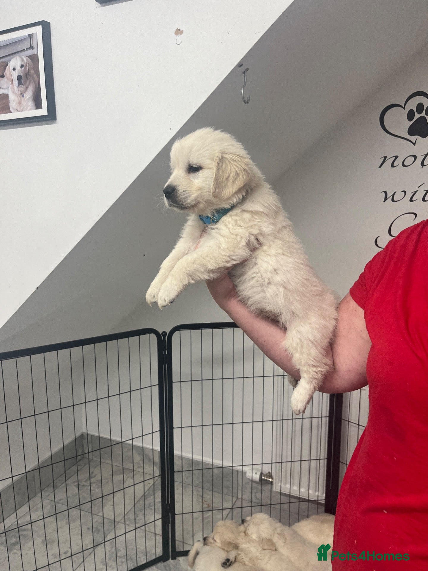 Golden Retriever dogs Kc registered fully health tested parents  - Advert 2