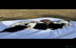 Australian Shepherd dogs for sale: KC registered Australian Shepard puppies - Image 6
