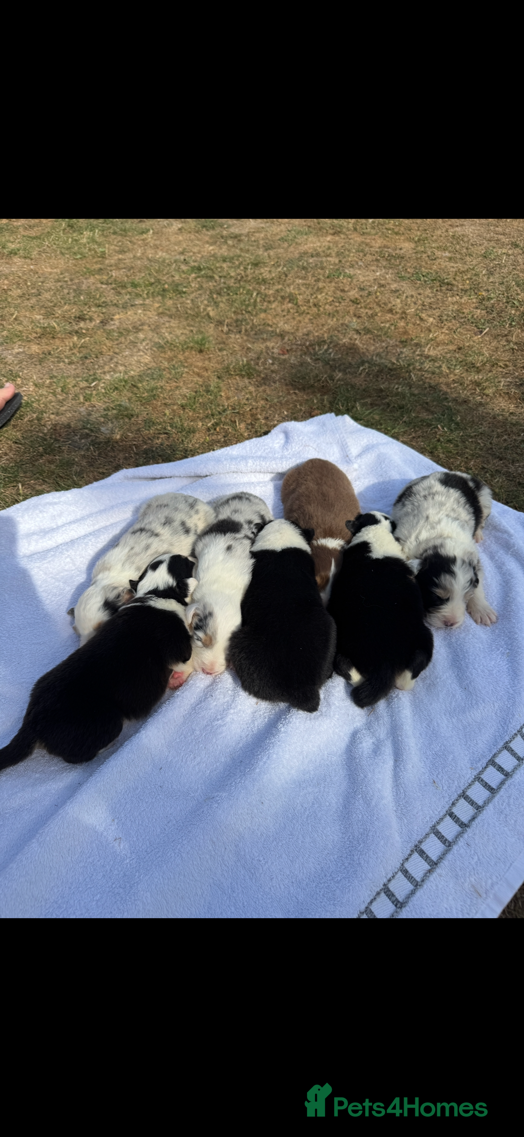 Australian Shepherd dogs for sale: KC registered Australian Shepard puppies - Image 6