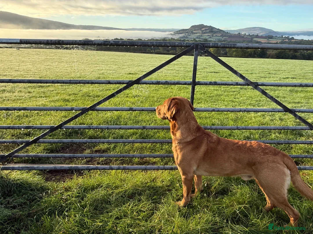 Labrador Retriever dogs for stud: ‘Bear’ Fox Red for stud.  - Advert 2