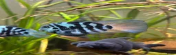 Cichlids fish for sale: DISCOUNT - POLAR BLUE CICHLIDS FRY - Advert 7