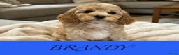 Cavapoo dogs for sale: Red cavapoo puppies - Advert 6
