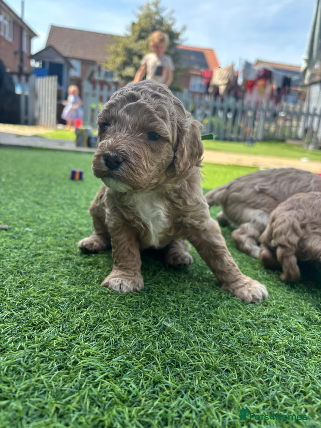 Cavapoo dogs for sale: Cavapoo - Advert 38