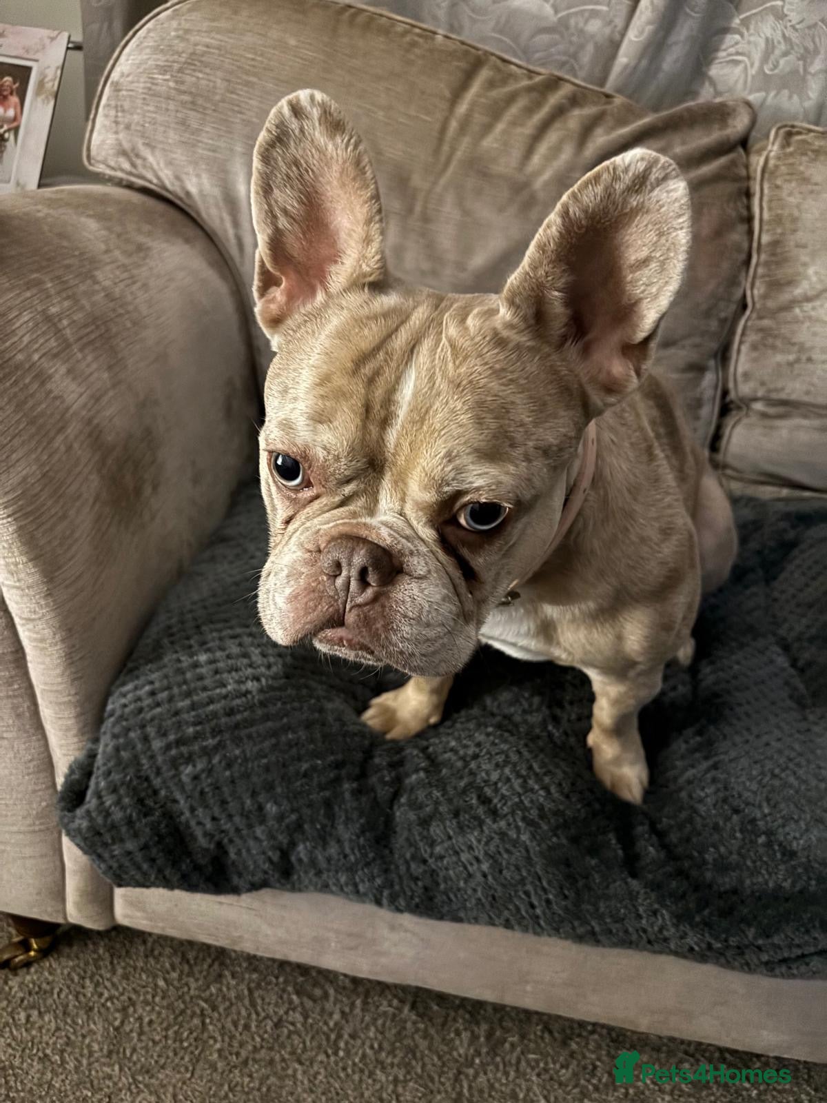 French Bulldog dogs Female French bulldog - Advert 2