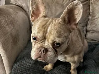 French Bulldog dogs Female French bulldog - Advert 1