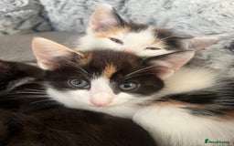 Mixed Breed cats for sale: Kittens for sale  - Image 5